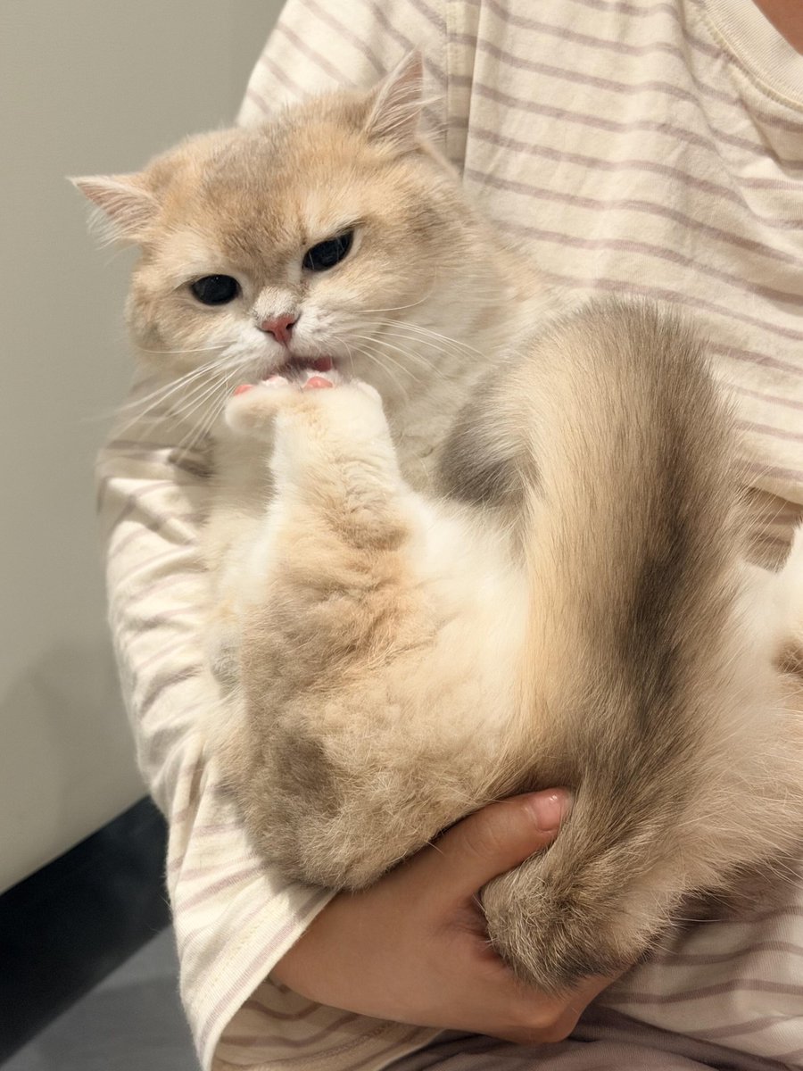 TheDrPowell's tweet photo. My cat is truly like a little baby. Always needing love, attention, and care. 🐱🤍 https://t.co/9qz1j45x4g