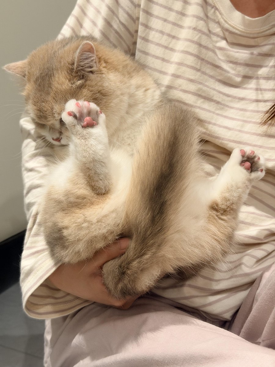 TheDrPowell's tweet photo. My cat is truly like a little baby. Always needing love, attention, and care. 🐱🤍 https://t.co/9qz1j45x4g