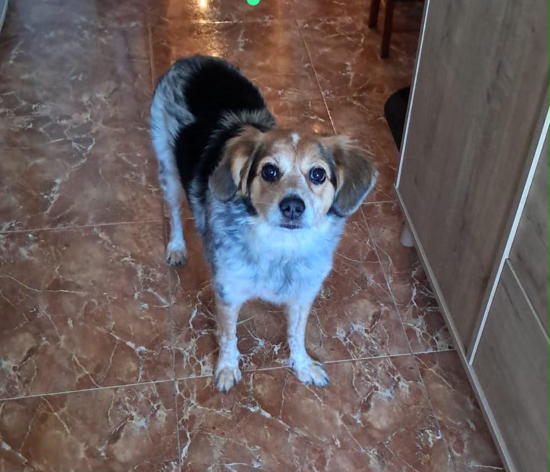 p91vc's tweet photo. Lúa se ha quedado sin hogar ya que su dueña falleció repentinamente. Ahora mismo está en una casa temporalmente. Necesita un hogar definitivo. Se agradece difusión. Está en Gijón. #adopta https://t.co/TNSNIQSAHT