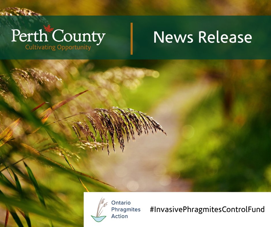 PerthCounty's tweet photo. 📣 Perth County received $25,000 through the 2026 Invasive Phragmites Control Fund to map and manage invasive Phragmites along rural roadsides. Working with local municipalities, 350+ sites have been treated.

➡ https://t.co/ut0pPBUkOt

#PerthCounty https://t.co/icO4wG6bum