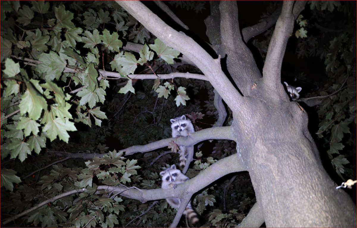 Bill_Owen's tweet photo. Some of my best friends in this life were trees. 
#mypic https://t.co/2SFJUrhlMJ