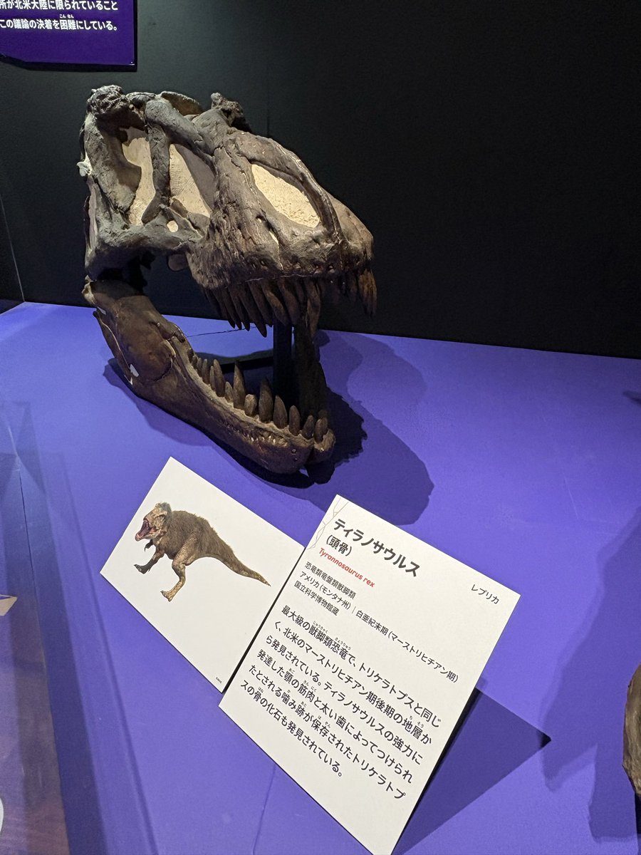 kakasi99's tweet photo. 繁栄を誇る三葉虫の絶滅とか　
当の三葉虫さんたちはいかがあそばしたのやら🌀🌀🌀

隕石が落ちる前と落ちた後の地層を眺めながら　こういうの研究してる人の目ってどうなってるのかしらねえと感嘆しきり

もう、ねえ、ホント
トリケラトプスぐらいまで時代が近づいてくれないと　ほえ〜ってだけよ https://t.co/U9UZS92Vua