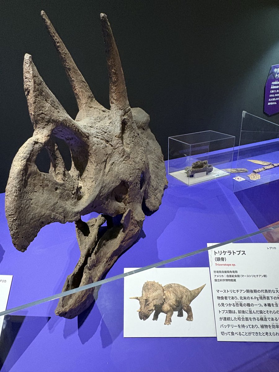 kakasi99's tweet photo. 繁栄を誇る三葉虫の絶滅とか　
当の三葉虫さんたちはいかがあそばしたのやら🌀🌀🌀

隕石が落ちる前と落ちた後の地層を眺めながら　こういうの研究してる人の目ってどうなってるのかしらねえと感嘆しきり

もう、ねえ、ホント
トリケラトプスぐらいまで時代が近づいてくれないと　ほえ〜ってだけよ https://t.co/U9UZS92Vua