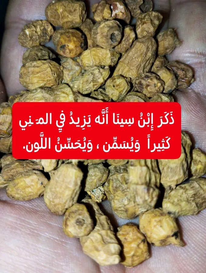 Sehhatk's tweet photo. ابن سينا ذكر أنه « طيب الطعم جداً، يزيد في المـ ـني كثيراً ويسمن، ويحسن اللون.» 
فكيف استعمله الأطباء العرب للجـ ـنس وزبادة الماء ؟👇 https://t.co/bEvwnTRzll