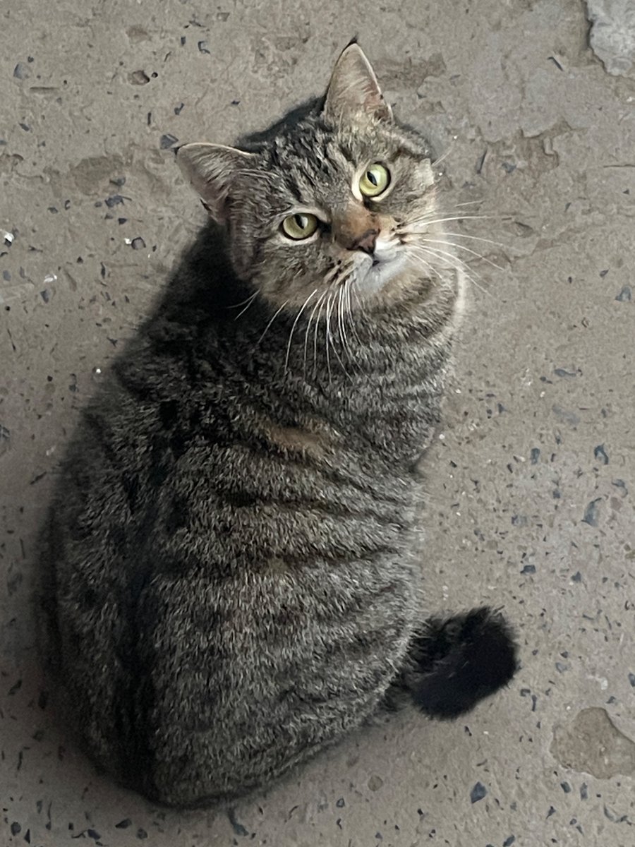 nocontextscats's tweet photo. chonk https://t.co/jDrLT2AvGY