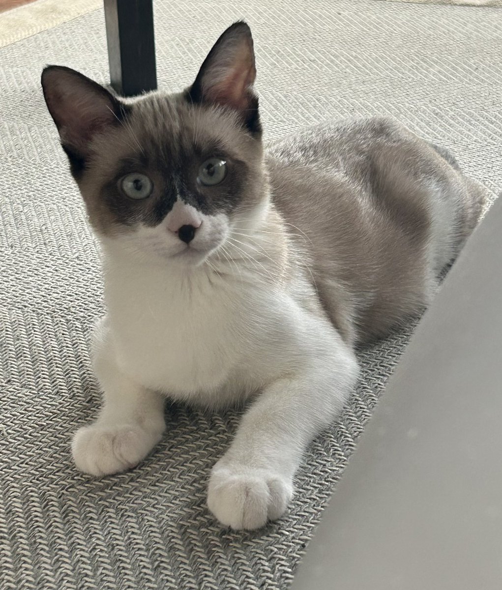hosanna_cat's tweet photo. 新入りです。 https://t.co/fg92vqc01G