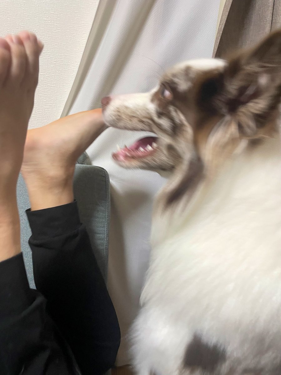 ryla_chocomarl's tweet photo. パパの足と戦う犬 https://t.co/VhdXc0AAog