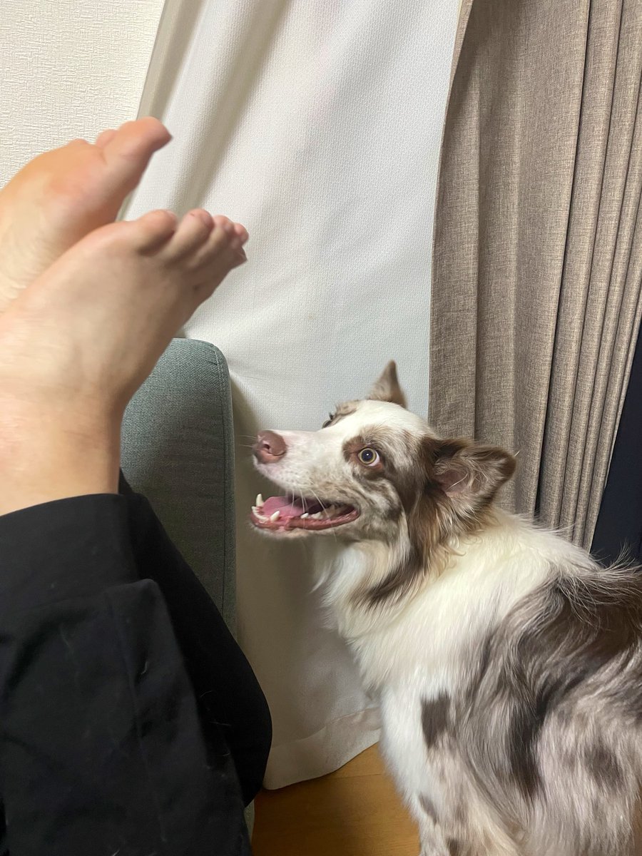 ryla_chocomarl's tweet photo. パパの足と戦う犬 https://t.co/VhdXc0AAog