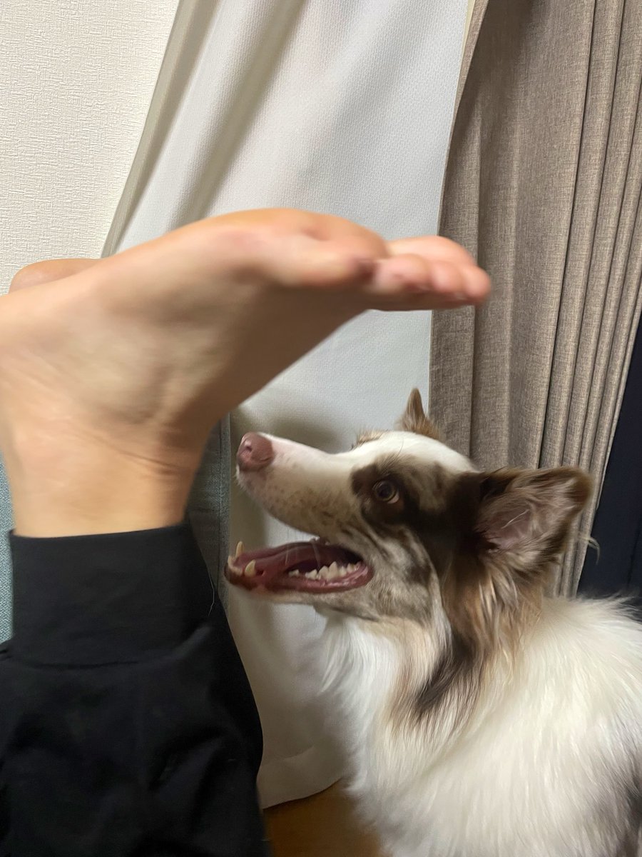 ryla_chocomarl's tweet photo. パパの足と戦う犬 https://t.co/VhdXc0AAog