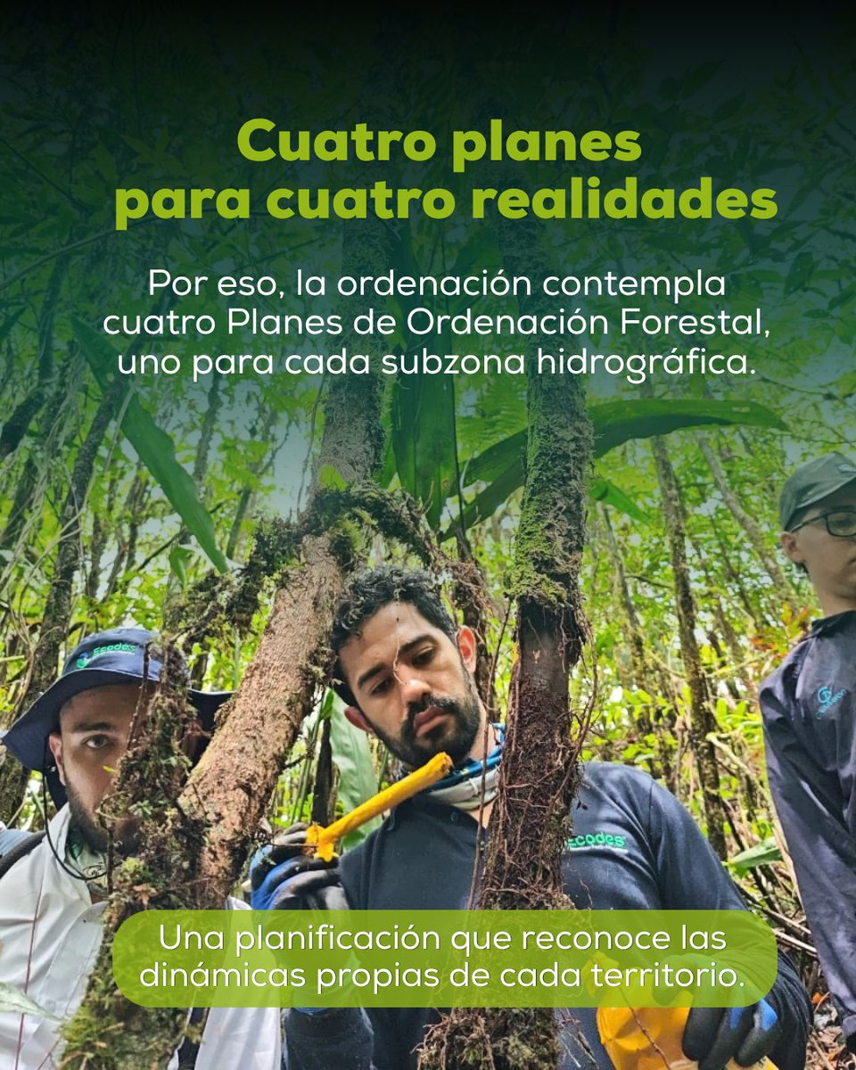ecodesing's tweet photo. ¿Qué pasa después de plantar un árbol?

Vienen el monitoreo para saber si hay regeneración natural y cómo responde el ecosistema.

Trabajamos para que cada intervención genere resultados sostenibles en el territorio. 

Sigue el hilo... y mira lo que encontramos en @CORPOGUAVIO https://t.co/JpEPYKRDPn