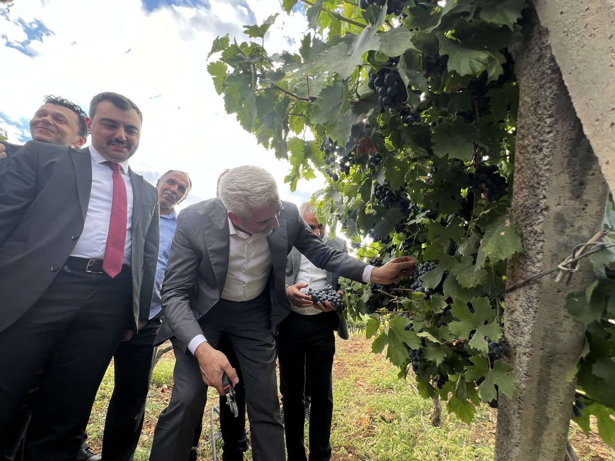 GalipEnsarioglu's tweet photo. Dicle Geleneksel Bağbozumu Etkinliği’nde, hemşehrilerimizin alın teri ve emeğiyle ortaya çıkan bereketin coşkusunu hep birlikte yaşadık.

Asırlardır sürdürülen bağcılık geleneğimizi; modern tarım teknolojileri, yenilikçi üretim yöntemleri ve çiftçilerimize verdiğimiz desteklerle geleceğe taşıyoruz. Üreticimizin yanında olmaya, emeğini korumaya ve bölgemizin tarımsal potansiyelini büyütmeye kararlılıkla devam ediyoruz.

Toprağı emekle buluşturan, üretimi ve bereketi yaşatan tüm çiftçilerimizi gönülden kutluyor; etkinliğin düzenlenmesinde emeği geçen herkese teşekkür ediyorum.