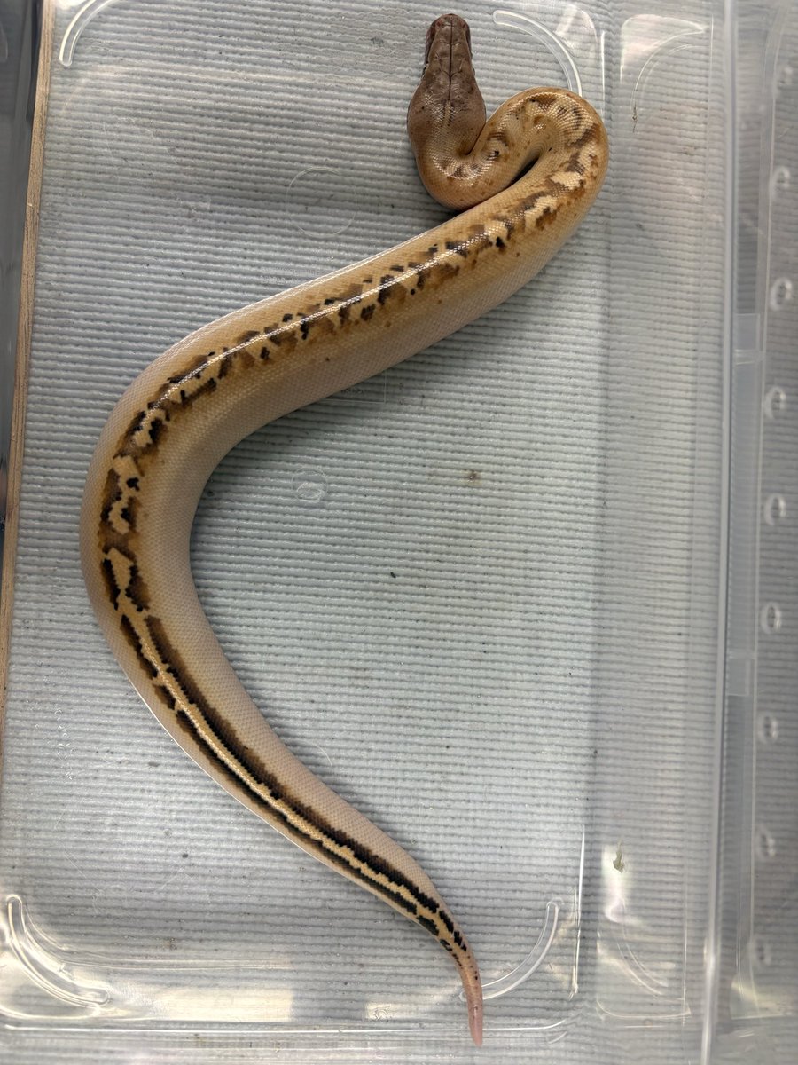 hiro11114s's tweet photo. これはアイボリー。
マトリックスが強くなるとこんなに腹の柄がなくなるっと勝手に考察します!
#bloodpython
#ブラッドパイソン
#アイボリー https://t.co/SbtjLgvSnA