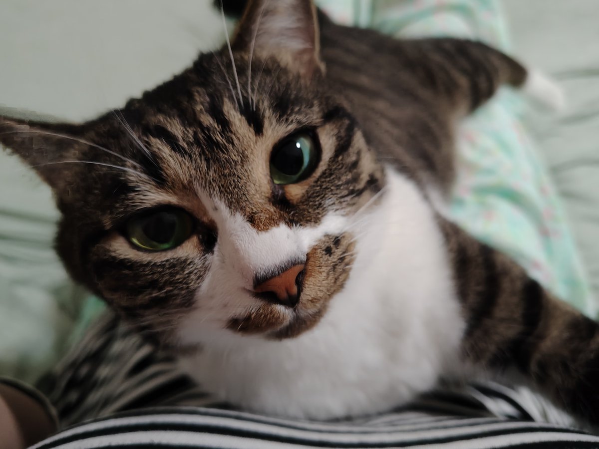nicopeta's tweet photo. 猫との距離感が1日1回はこのくらいなので、「もうﾀﾋんで動かない飼い主の身体にいつまでも寄り添う猫」ごっこを勝手に展開してる

壁にもたれて座って、このまま動かなかったらねこはどうするんだろうと思った故の妄想
ちなみに数分程度じゃ全く心配も何もしてくれなかった https://t.co/xQar6ZedWW