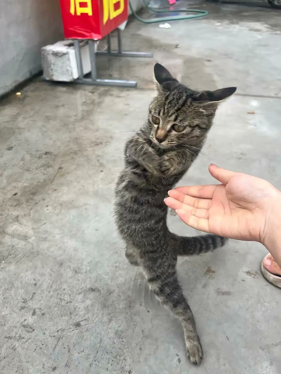 KittiesVids's tweet photo. https://t.co/id6h7nrVCs