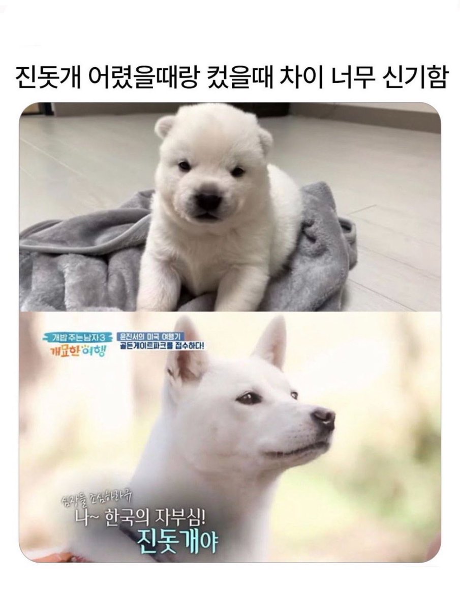 sorikyoong's tweet photo. 진돗개 어렸을때랑 컸을때 차이 너무 신기함 https://t.co/uDwQidHWeC
