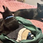Photo by Boots and Binx: bonded bros (@BootsBinx)