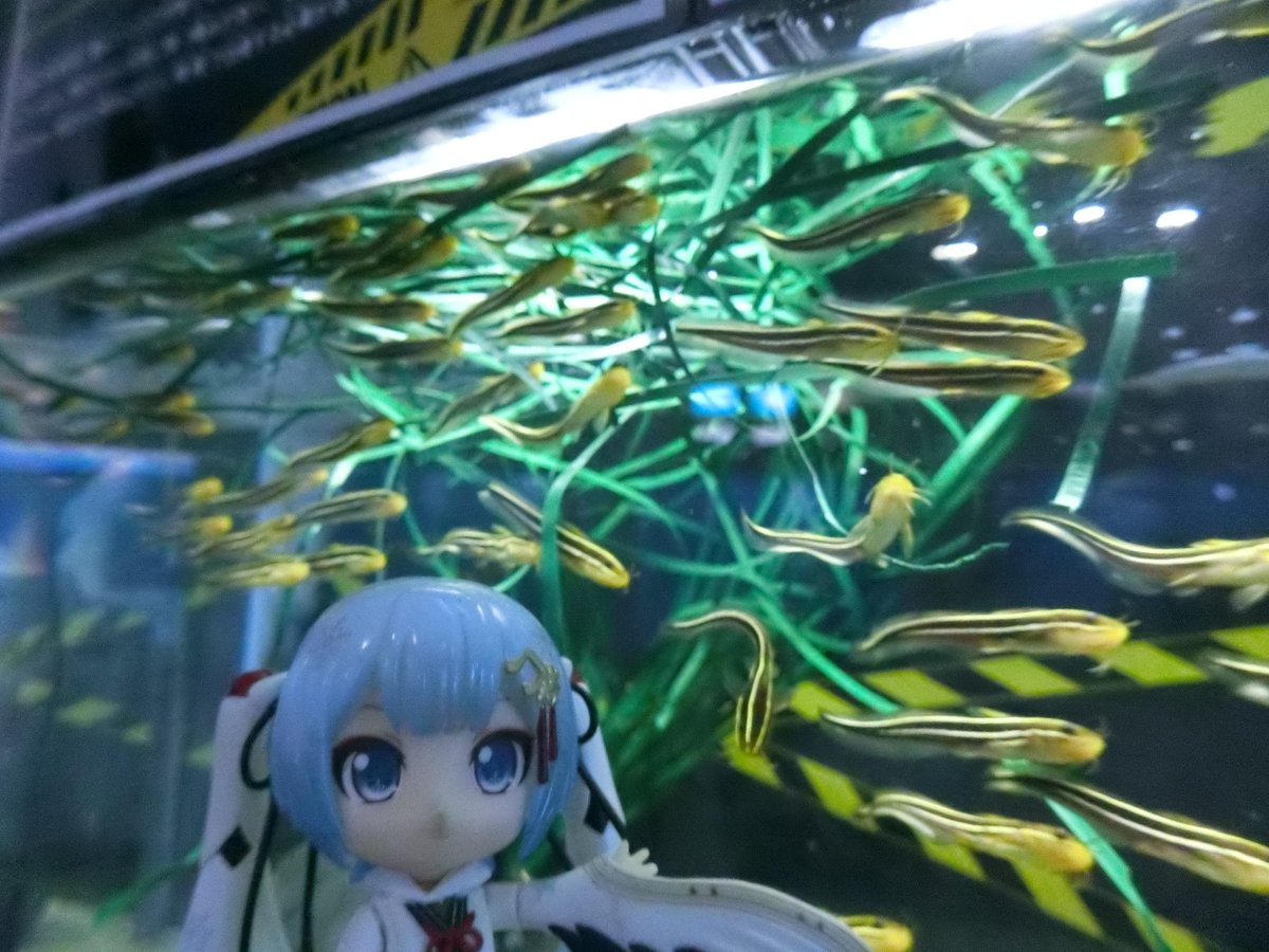 mabo2dayo's tweet photo. ｢海に棲むナマズの仲間のゴンズイ～♪｣
…あらたくさん
｢胸鰭と背鰭に毒のあるトゲを持っていて刺されると痛い～♪｣
…うわー
｢応急処置として傷口をお湯に付けると痛みが和らぐ～♪｣
…ハナミノカサゴもでしたが何故なんですかね
｢蛋白質で出来た毒なので熱で変性するから～♪｣
…なるほど https://t.co/JO8o13ldzp