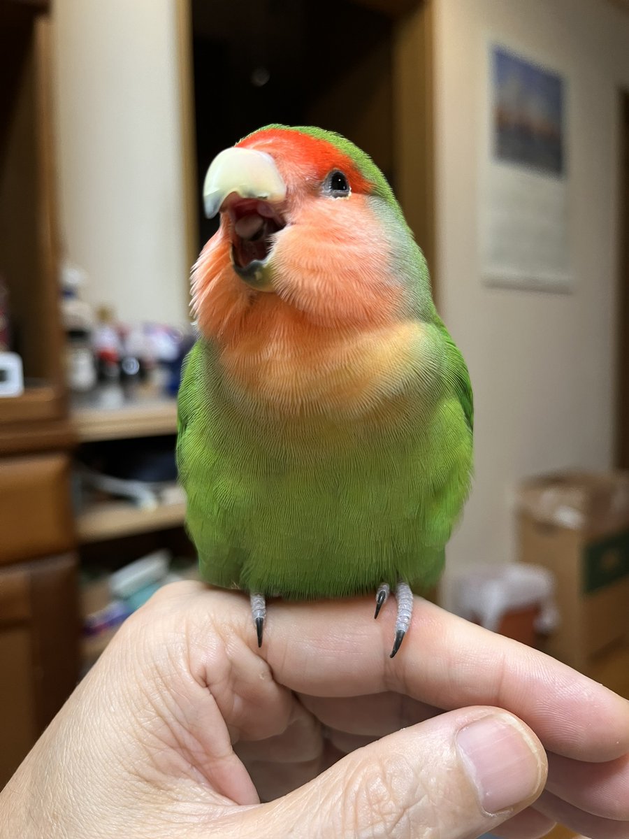 matanonaoMuu's tweet photo. #コザクラインコ
今朝の地震は引きづっていないようで一安心の飼い主です。 https://t.co/JaPSf70TEh