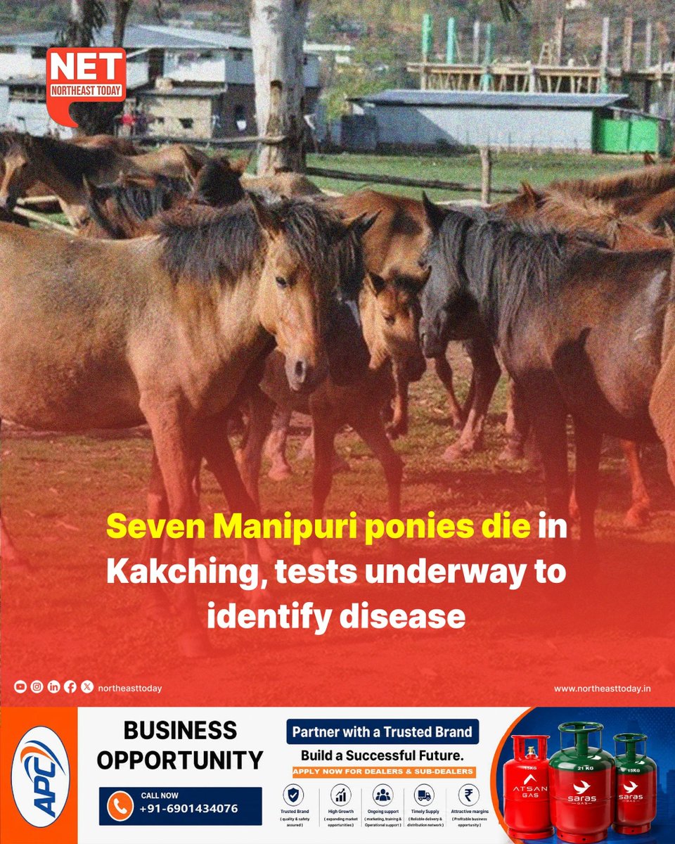NortheastToday's tweet photo. #Manipur | Seven Manipuri ponies have died in Manipur’s Kakching district over the past two weeks following an outbreak of an unidentified disease, with laboratory tests underway to determine the cause.
Read more..
https://t.co/PHyFErZ6XE
#Pony #Kakching #PonyDeaths #AnimalDisease #NortheastToday
