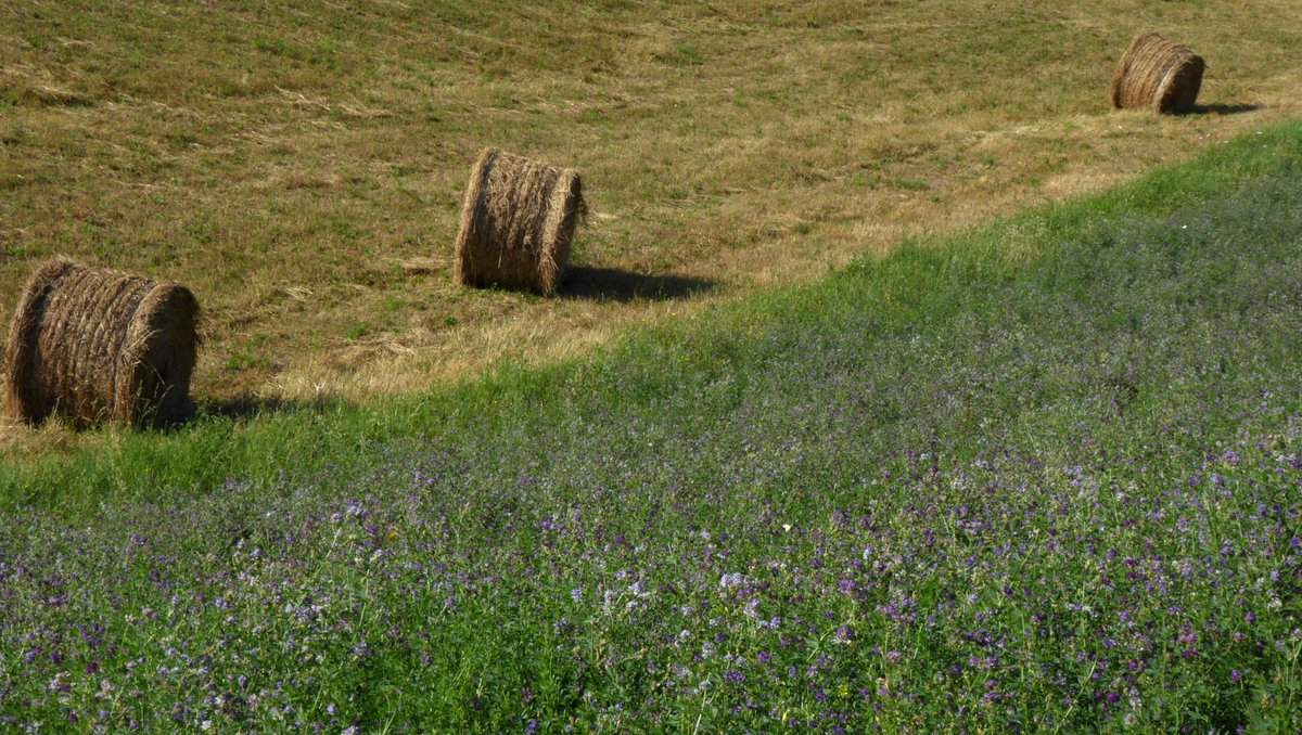 RegioneER's tweet photo. #Agricoltura, #aumento dei #prezzi di #fertilizzanti ed #energia per la crisi in Medio Oriente: aiuti alle #imprese per 22,4 milioni di euro. La #notizia 👉 https://t.co/ABoMxyF76E https://t.co/tAeh8BZHle