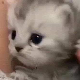 tinytetaez's tweet photo. หนูมะได้กิมช้อคแยตหมดนะ 🙁 หนูแค่ชิมนิดนึมจ้ะ…ฉิบชิ้นเอง มะได้หยอ 😔😔 https://t.co/WohLNaOOuq