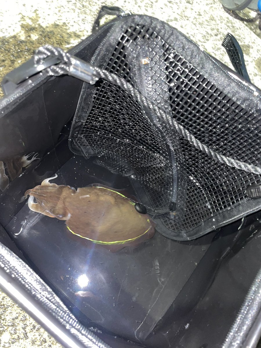 _Rxlry's tweet photo. 今日の釣果🎣アオリイカ5杯　コウイカ1杯　豆アジ30匹　10cmもないアオリイカの捕食してるところと群れ見れたしばか楽しかった😚 https://t.co/tfakIlZVc5