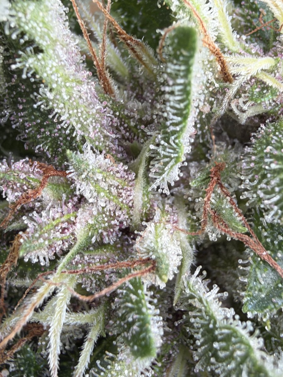 marinajuanax's tweet photo. Would you harvest early on this outdoor grow? Or wait another week? https://t.co/YD79YZYxIA