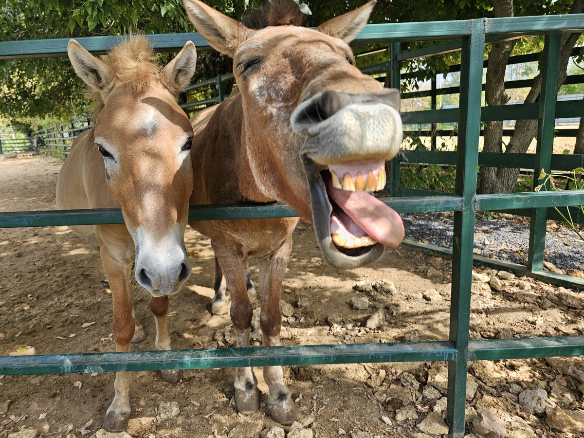 webcamera24's tweet photo. 🇷🇺 Rostov-on-Don zoo, Rostov-on-Don,  Russia

🐴 Zoo webcams:
https://t.co/KzBgY8po5z
📱 Android app:
https://t.co/mz8HNN4cz6

#webcamera24 #pony #ponylove #ponylover #ponyzoo #ponyphoto #zoolove #zoolover #ponylovers #zoophoto #zooanimals #zoovibes #animalslove #animalslovers https://t.co/0MTtpvEkKo