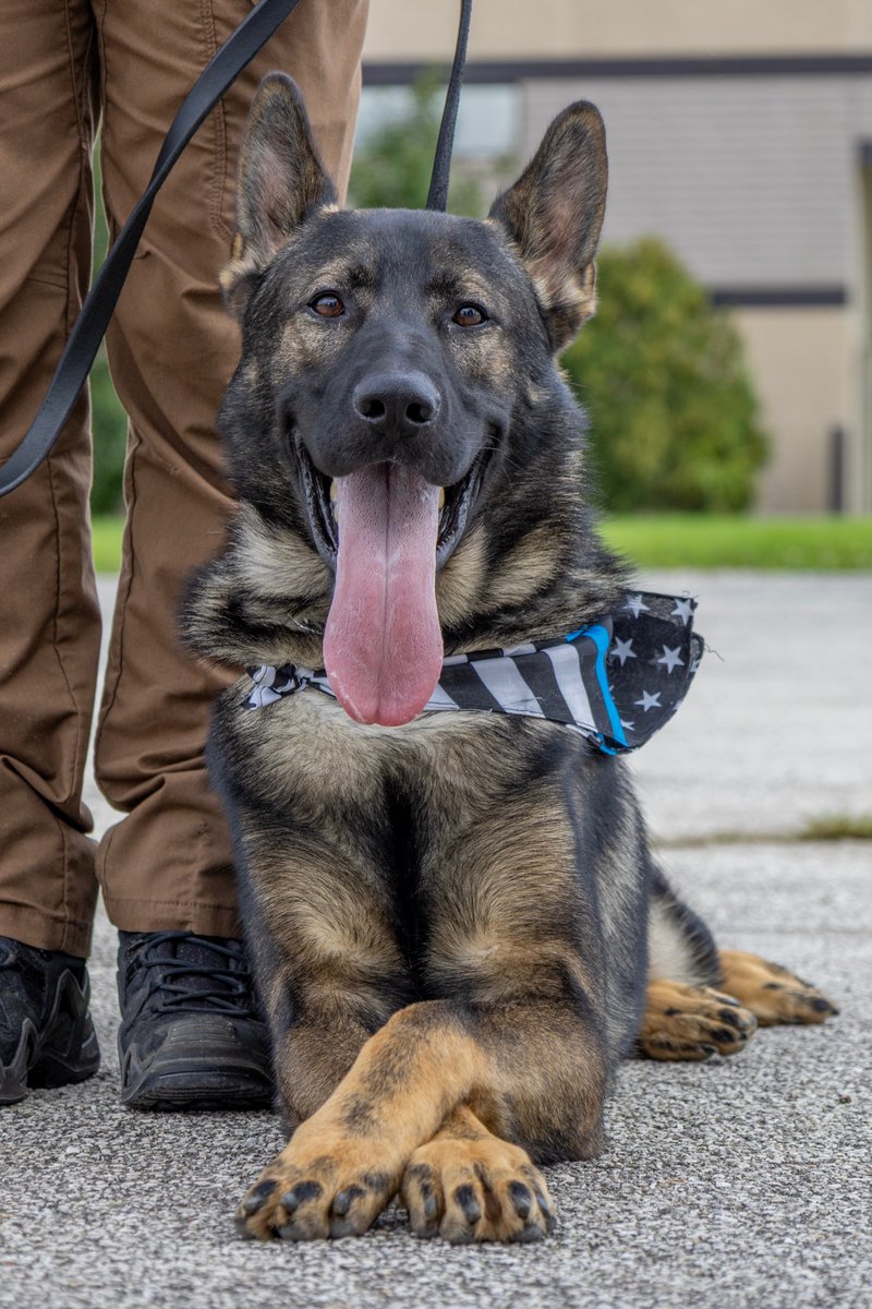 RSMTpolicefire's tweet photo. Join us in welcoming K9 Rex to the Rosemont Public Safety family!

K9 Rex and his handler, PSO Stack, are currently completing an eight-week K9 Academy, and both are doing great. Over the weekend, the team also had the honor of attending the K9 Memorial Ceremony in Libertyville.

We’re excited to follow their progress and look forward to seeing K9 Rex and PSO Stack serving together on patrol soon!