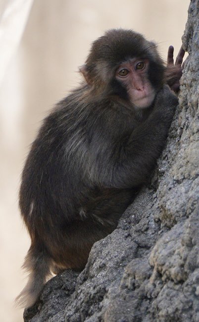 mina52332276's tweet photo. あれ？こっそり✌️しているようなパンチ🐒

2026年8月

#がんばれパンチ
#がんばってるねパンチ
#市川市動植物園 https://t.co/gFz8rmJcms