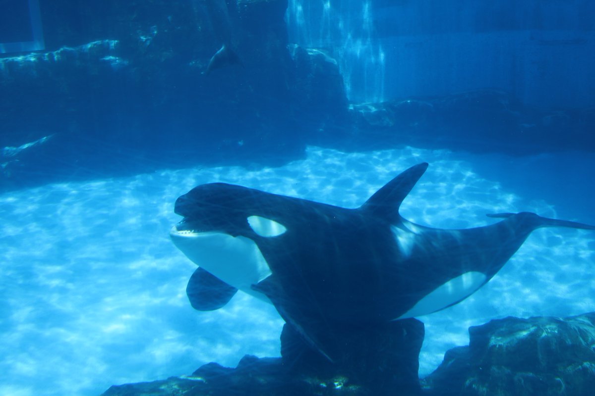 orca5558's tweet photo. #これを見た人は無言で青が入っている画像を貼れ https://t.co/B7X2InRLkO