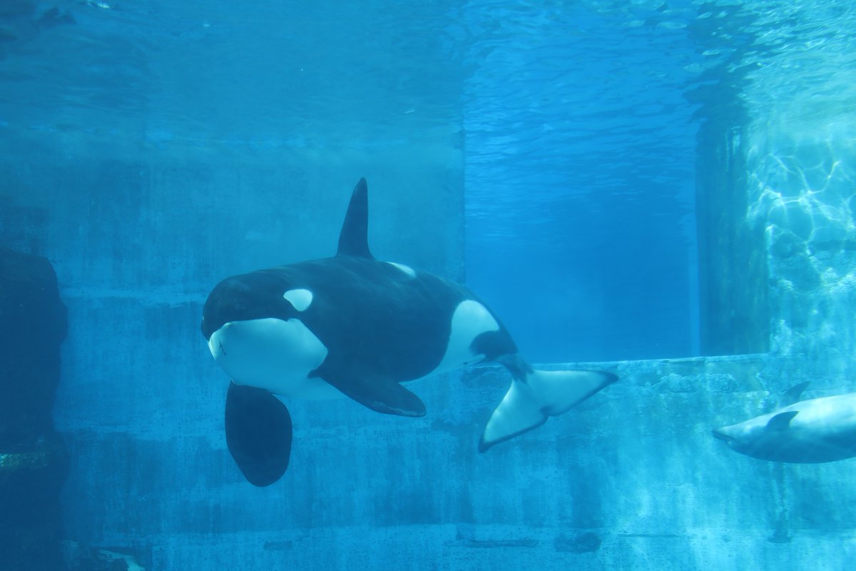 orca5558's tweet photo. #これを見た人は無言で青が入っている画像を貼れ https://t.co/B7X2InRLkO