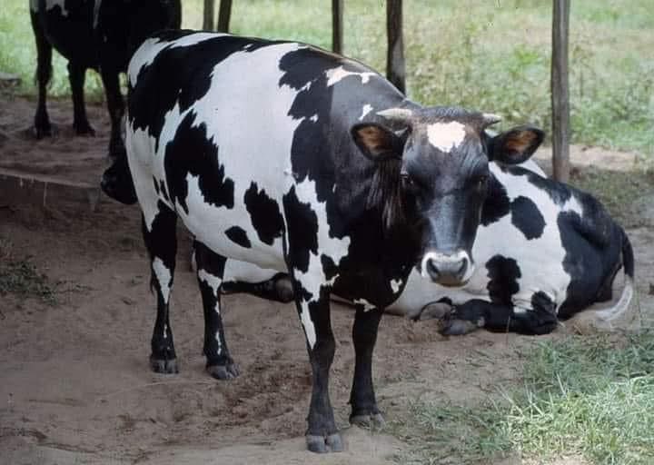 IfeomaIgbotic's tweet photo. This is Efi Igbo. 

It might go into extinction soon because Ndi Igbo no longer use Efi Igbo for marriage, burial, Ichi Echichi, birthday, new yam festival and other ceremonies in Igbo Land. 

There is a reason it’s called Efi Igbo makana nkea bu nkeanyi. https://t.co/XM8PZIEUNz