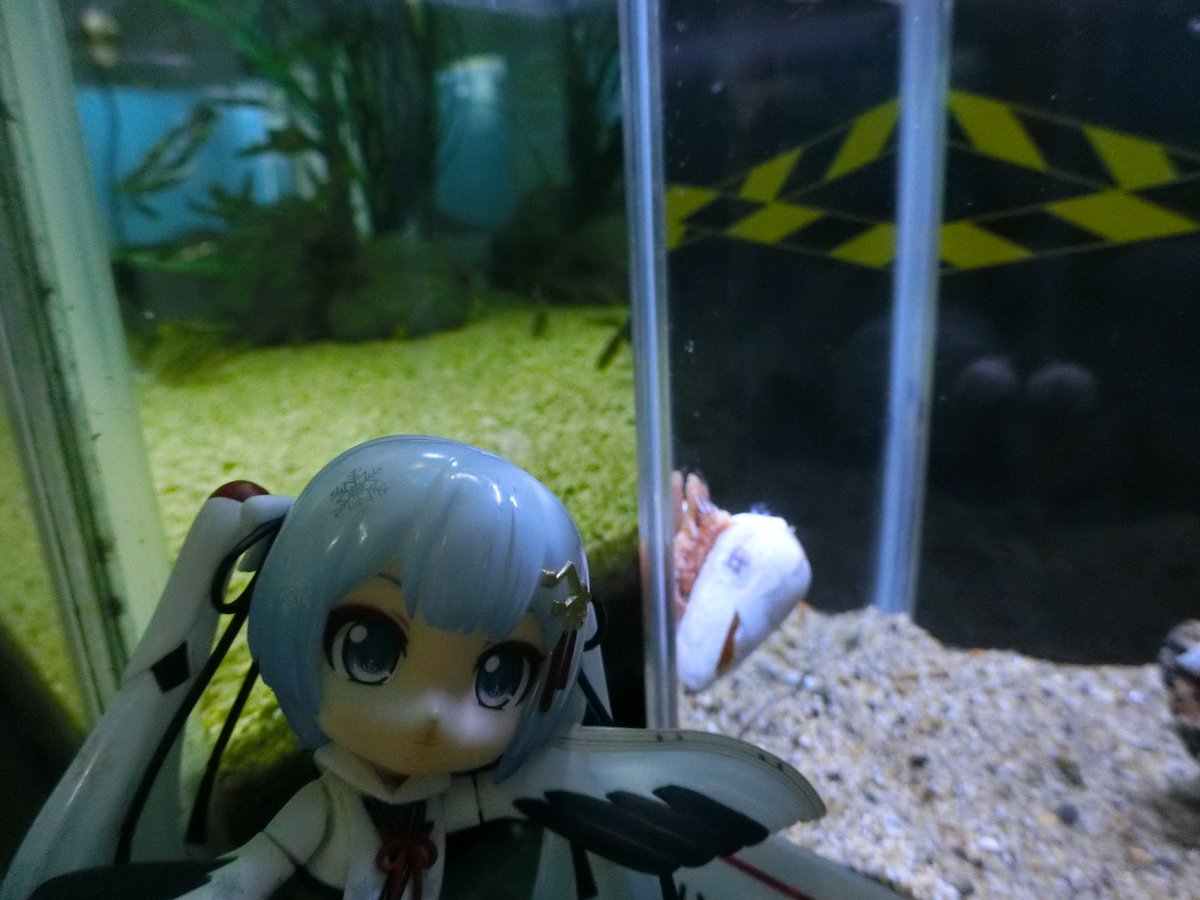 mabo2dayo's tweet photo. ｢ベッコウイモガイ～♪｣
…貝ですか
｢夜行性で小魚を食べている～♪｣
…どうやって捕まえるんですか？
｢歯舌という猛毒付きの銛を近づいてきた獲物に射出して仕留めてから口を開けて飲み込む～♪｣
…マジすか
｢なおイモガイの毒は人間すら死なせる場合があるのでご注意を～♪｣
…マジですか https://t.co/yR4HNjHriL