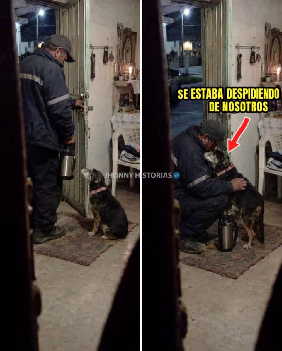 HtTrejo's tweet photo. <<La Canica tenía quince años y ya casi no se levantaba. Esa noche caminó cuarto por cuarto, despacito. Se estaba despidiendo de nosotros y ninguno se dio cuenta.😑😑

Soy la hija. Le tomé las fotos desde el pasillo porque me pareció bonito verla parada otra vez. Creí que se estaba componiendo.

Primero se subió con trabajo a la cama de mi abuela y se le acomodó en los pies, como cuando era cachorra. Luego fue a la cocina y le lamió la cara al gato, con el que se peleó toda la vida.

Mi papá trabaja de velador y llega a las dos de la mañana. Desde hace quince años, la Canica lo esperaba en la puerta. Hacía meses que ya no podía.

Esa noche lo esperó. Cuando él abrió, estaba sentada en el tapete, moviendo la cola. Mi papá se agachó y ella le recargó la cabeza en el pecho un buen rato. Luego se fue a su camita.

La Canica murió el jueves en la madrugada, dormida.

Mi papá sigue llegando a las dos de la mañana.

Abre la puerta despacito, para no pisarla.>>

#JhonnyHistorias #PerrosViejitos #HistoriasReales #Despedida #AmorAnimal.