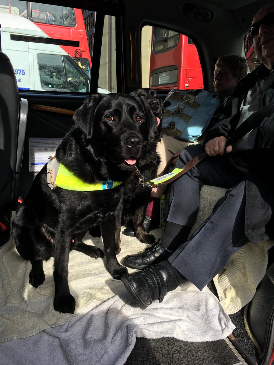 TaxiMash's tweet photo. @DebessCab Walked this beautiful boy for years this is from ages ago when I was taking them to Euston to go on their holidays, sadly he is no longer with us ๐ข๐๐ #BlackLabsMatter #GuideDogs https://t.co/yUtc1U2cBT