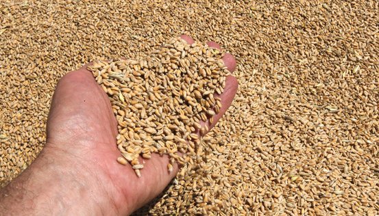 URinya_'s tweet photo. Ukrainian farmers have harvested more than 34.3 million tonnes of grain and leguminous crops from over 7.1 million hectares as of September 29, covering 61% of the expected area, with an average yield of 4.82 tonnes per hectare.

#Ukraine https://t.co/wvkuxH4VJs