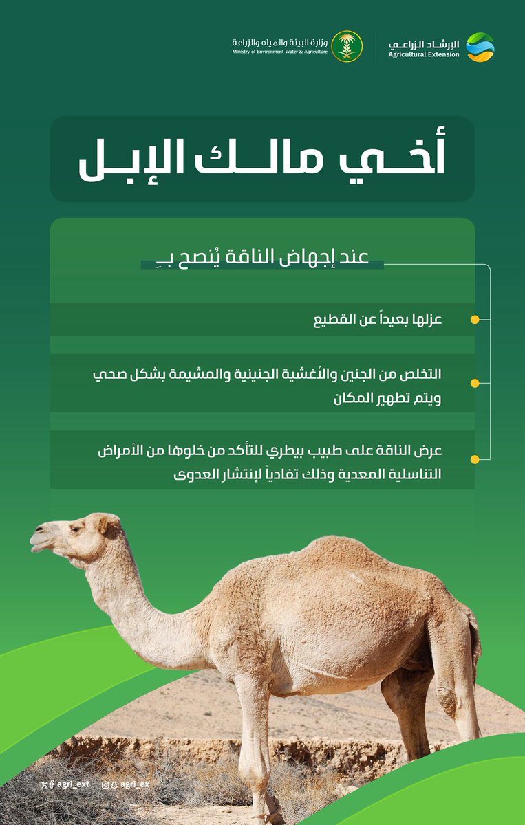 agri_ext's tweet photo. أخي مالك #الإبل … 
عند إجهاض #الناقة يُنصح بعزلها بعيدًا عن القطيع، مع التخلص من الجنين والأغشية الجنينية والمشيمة بطريقة صحية وآمنة وتطهير المكان، واستشارة الطبيب البيطري المختص للتأكد من عدم إصابتها بالأمراض التناسلية المعدية تفاديًا لانتشار العدوى بين باقي حيوانات القطيع https://t.co/QRhuUI8Iii