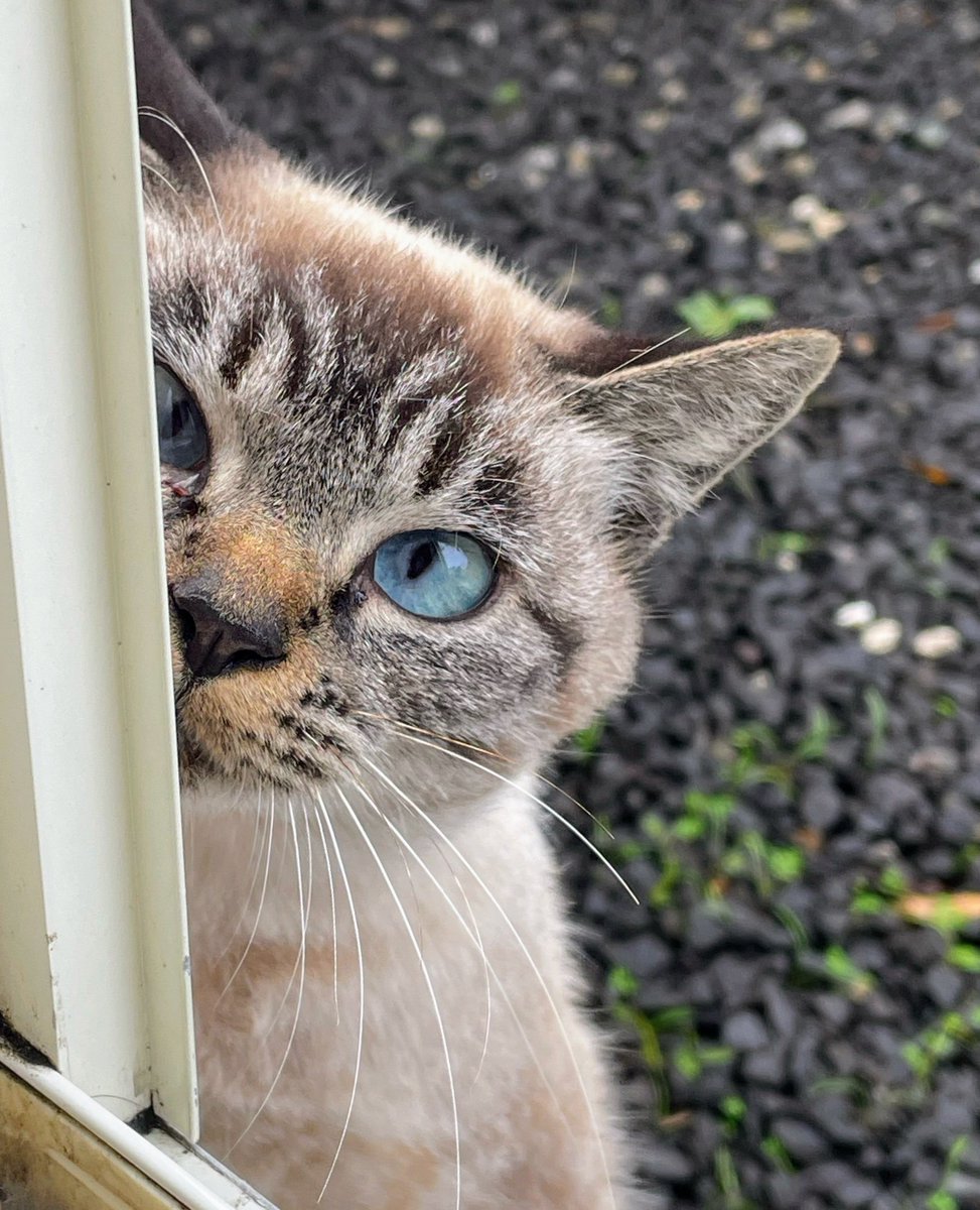 DailyCatsX tweet picture