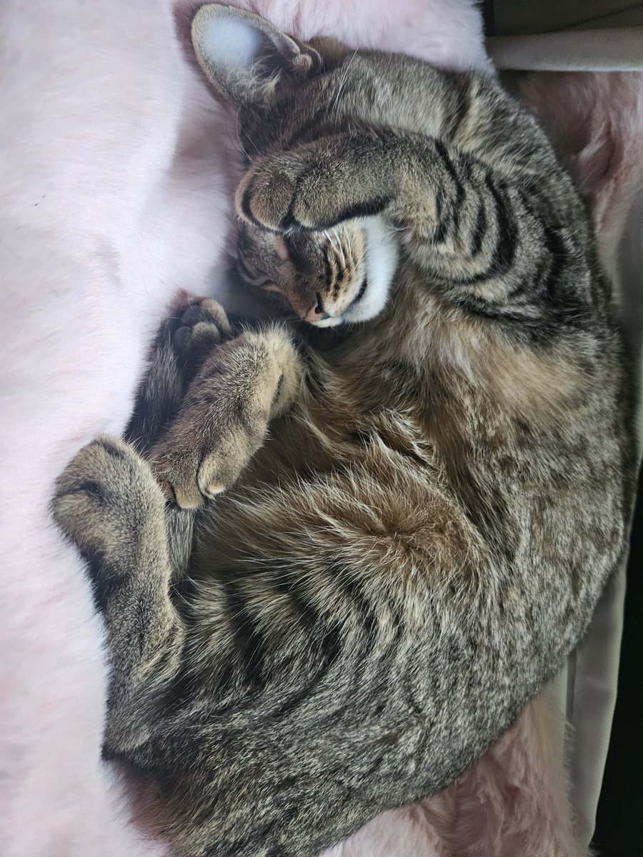 CreamCakeCrumbs's tweet photo. @NoraPotwora My silly skrungles https://t.co/2AQDrJwqlE