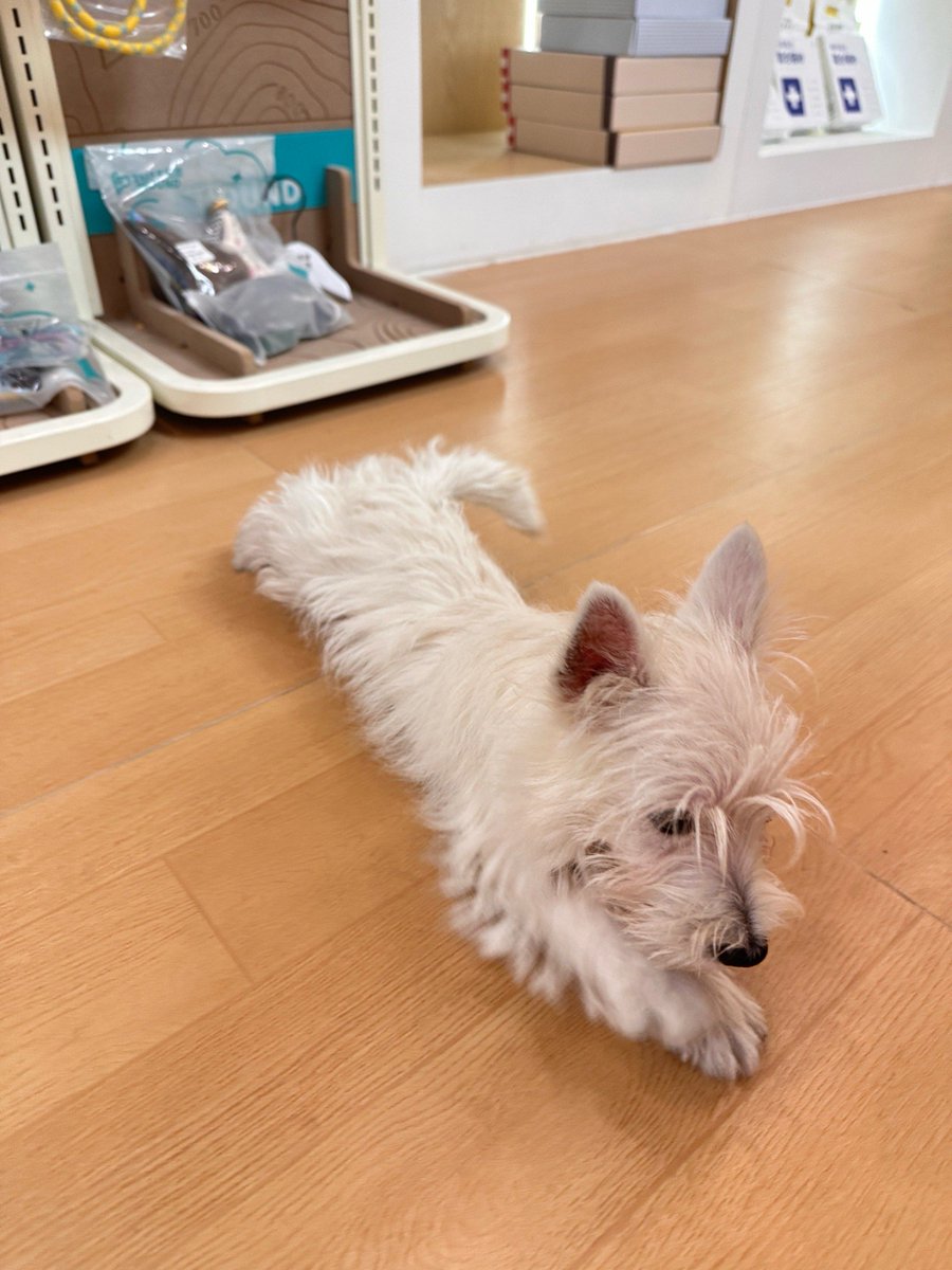 BennettSeefpf's tweet photo. [Our fluffy pup Max hit his 6-month growth milestone today! From a tiny wobbly newbie to this goofy zooming buddy, every messy snuggle and silly step is my favorite memory. ]， https://t.co/c89c6tabiO