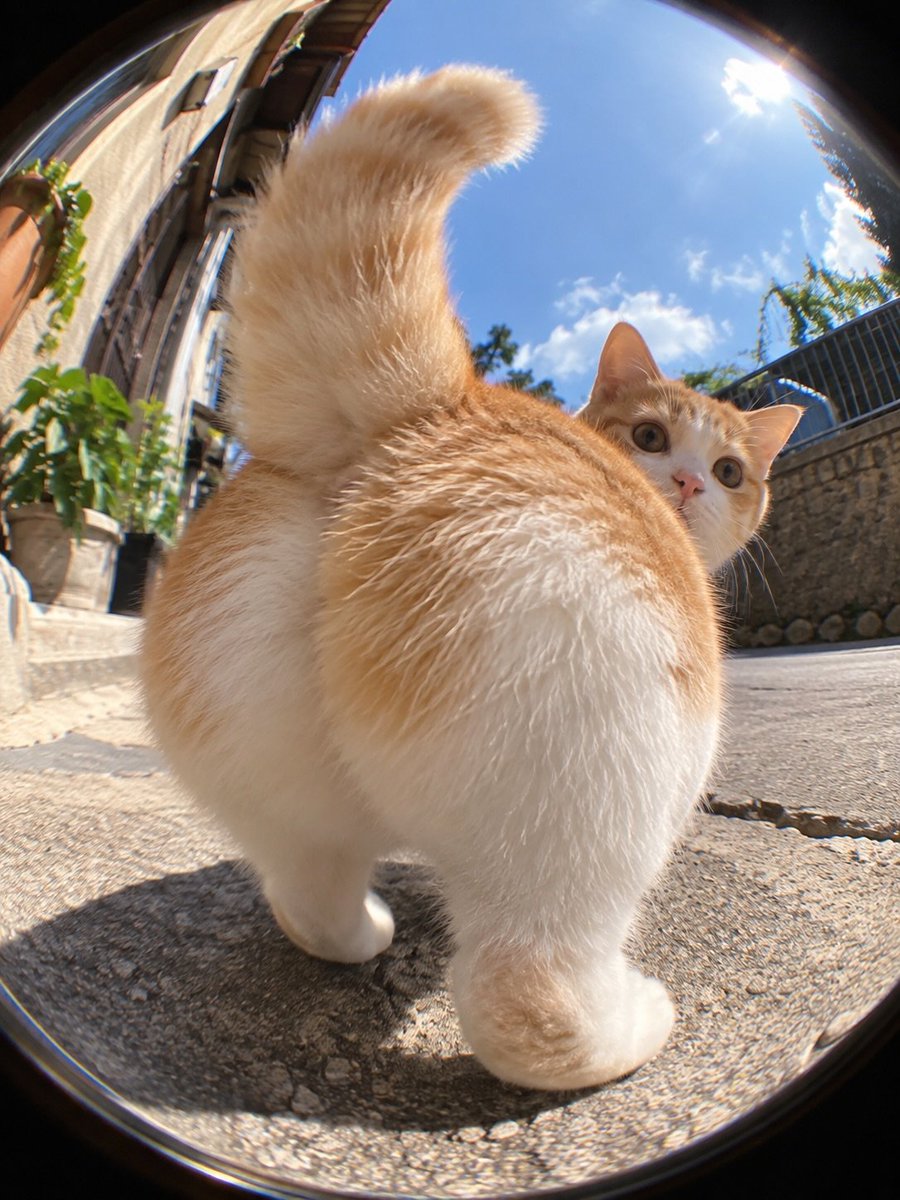 catsworldaura's tweet photo. https://t.co/3AgchD4PR0