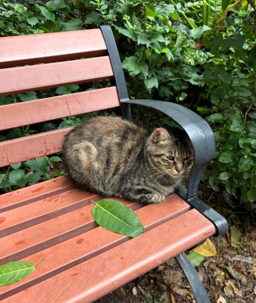 Q_Nancy's tweet photo. I hope all stray cats can live in good environments. https://t.co/2e0IWEvI36