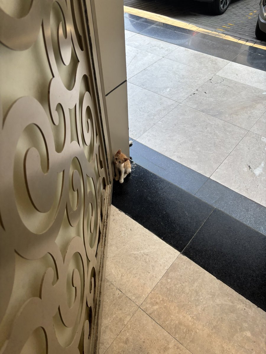 jjusst__'s tweet photo. اعرفكم على عسلي
قطو عشوائي 
يحرس باب العماره كل يوم
اذا رجعت من الدوام يجري يدخل بعبايتي 
اذا زعل علي يسوي نفسه مايشوفني
تعلقت فيه ثم في يوم غير متوقع قرر يرحل بلا وداع
جعله الحادث ذالتعلق المرضي https://t.co/q2XT9OAtIN