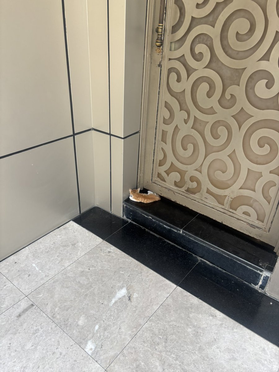 jjusst__'s tweet photo. اعرفكم على عسلي
قطو عشوائي 
يحرس باب العماره كل يوم
اذا رجعت من الدوام يجري يدخل بعبايتي 
اذا زعل علي يسوي نفسه مايشوفني
تعلقت فيه ثم في يوم غير متوقع قرر يرحل بلا وداع
جعله الحادث ذالتعلق المرضي https://t.co/q2XT9OAtIN