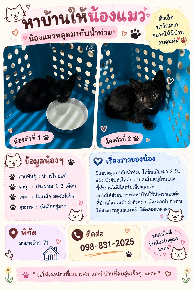 CatsterClub's tweet photo. 🏡 หาบ้านให้น้องแมว 🏡 (ฝากประกาศ)

ใครสนใจรับดูแลติดต่อหาเจ้าของได้เลยนะคะ หรือ ช่วยกันรีกระจายข่าวก็ได้ค่ะ มาช่วยกันหาบ้านอันอบอุ่นให้น้องกันนะคะ https://t.co/Bp3I2slvE5