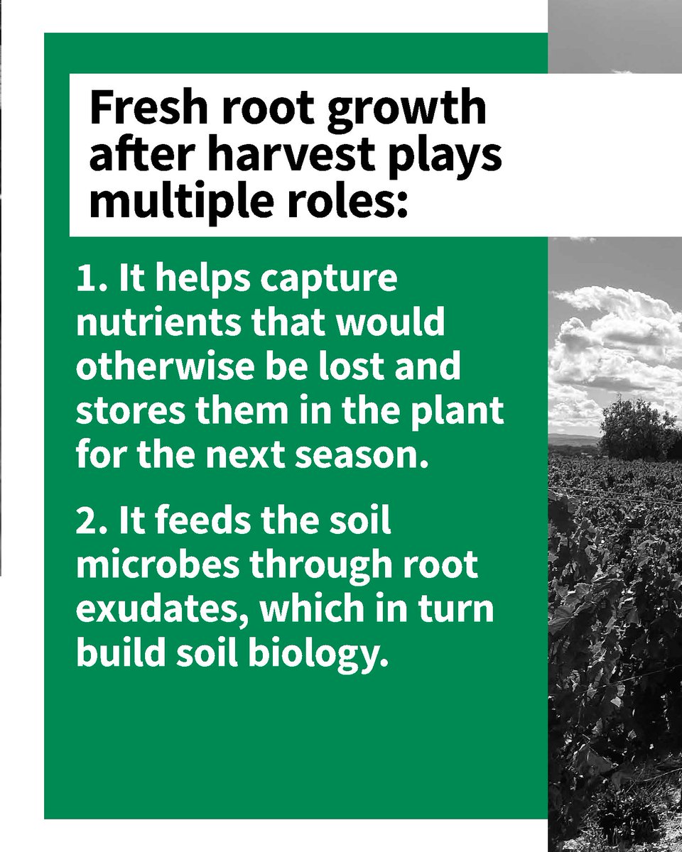 SumitomoBiostim's tweet photo. Harvest may have just finished, but the next season is already taking root. Give yourself a head start by prioritizing post-harvest root flush during this critical window for supporting nutrient uptake, soil biology, and next season’s crop potential.

Learn how Zicron® can support post-harvest root flush and help carry this season’s momentum into the next.

Read more: https://t.co/bkAo6nqwRO

#agriculture #biostimulants