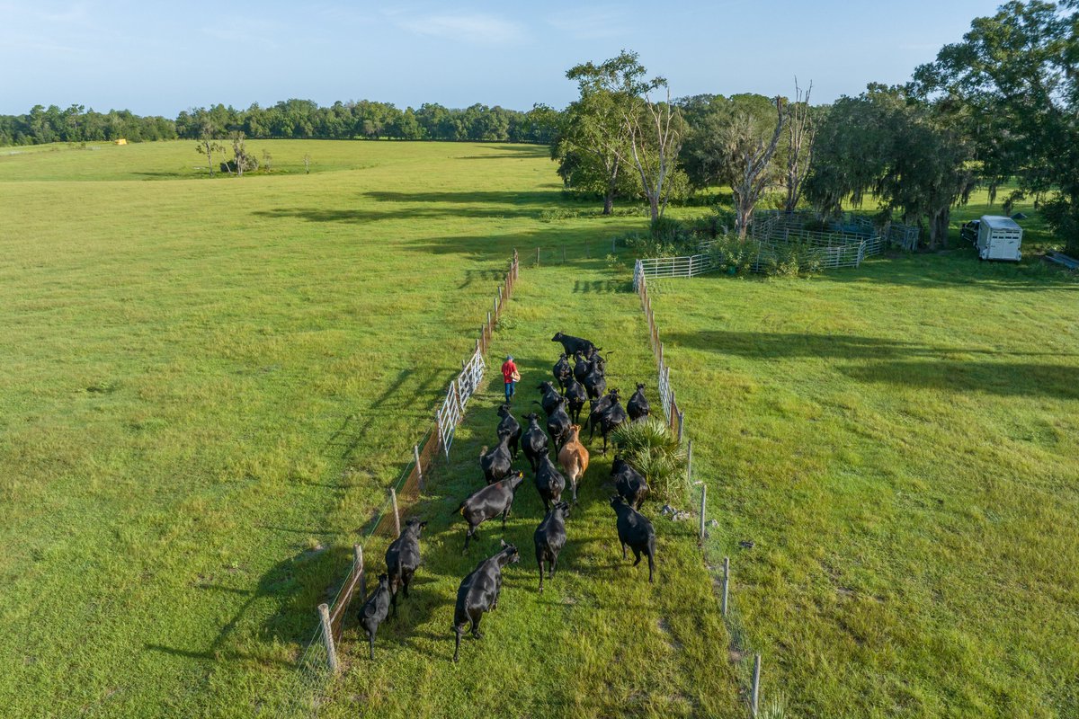 FDACS's tweet photo. Another 4,500+ acres of Florida agricultural land have been added to the Rural and Family Lands Protection Program.

The Governor and Cabinet approved the projects today, bringing the program to more than 251,000 acres protected statewide, including nearly 186,000 acres since Commissioner Wilton Simpson took office.

Read more: https://t.co/F0rarsQoq4