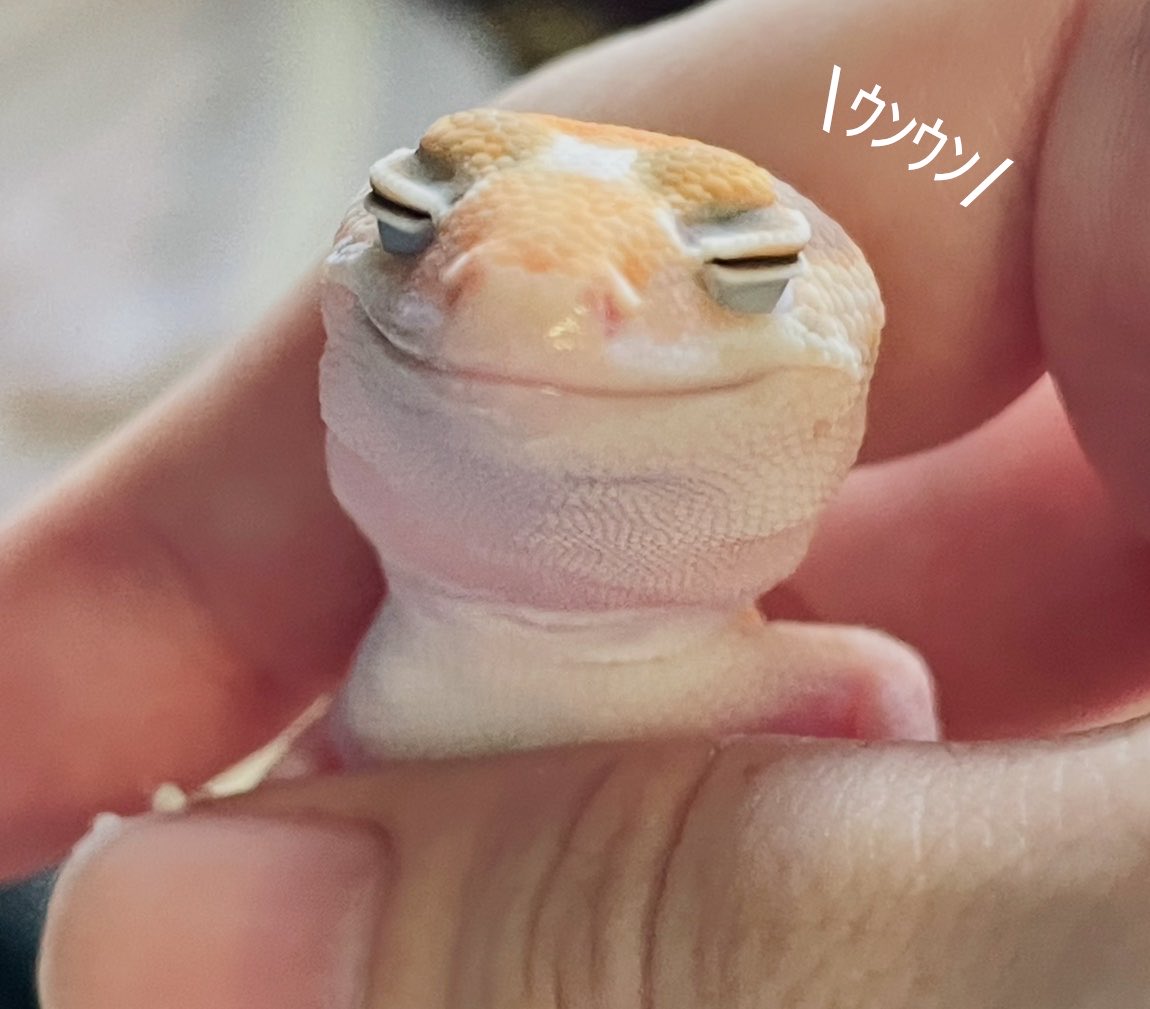 dZHsRYM7Qt20341's tweet photo. 中1の男の子。
「高校生になったら軽音部に入って
ベースやる」。なんで？と尋ねたら
「かっこいいから」。
何かをやりたいと思えること、それを伝えられることが嬉しくて____thx.

主、最近ひとりごと増えたな🙏（笑）
#ニシアリカモドキ
#爬虫類好きさんと繋がりたい https://t.co/EwrM2q2aqm