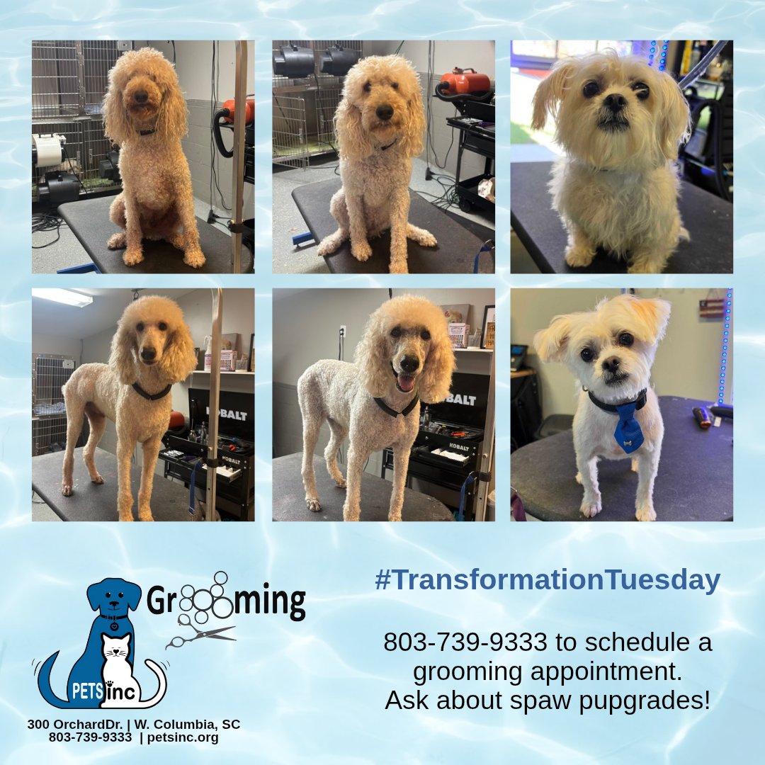 PETSincCarolina's tweet photo. #TransformationTuesday Help your little fuzzbutt feel and smell fresh! Our groomers can provide a spectacular Spaw Makeover! Special spaw pupgrades are available.

803-739-9333 for details and appointments. https://t.co/35b1v7ttMY